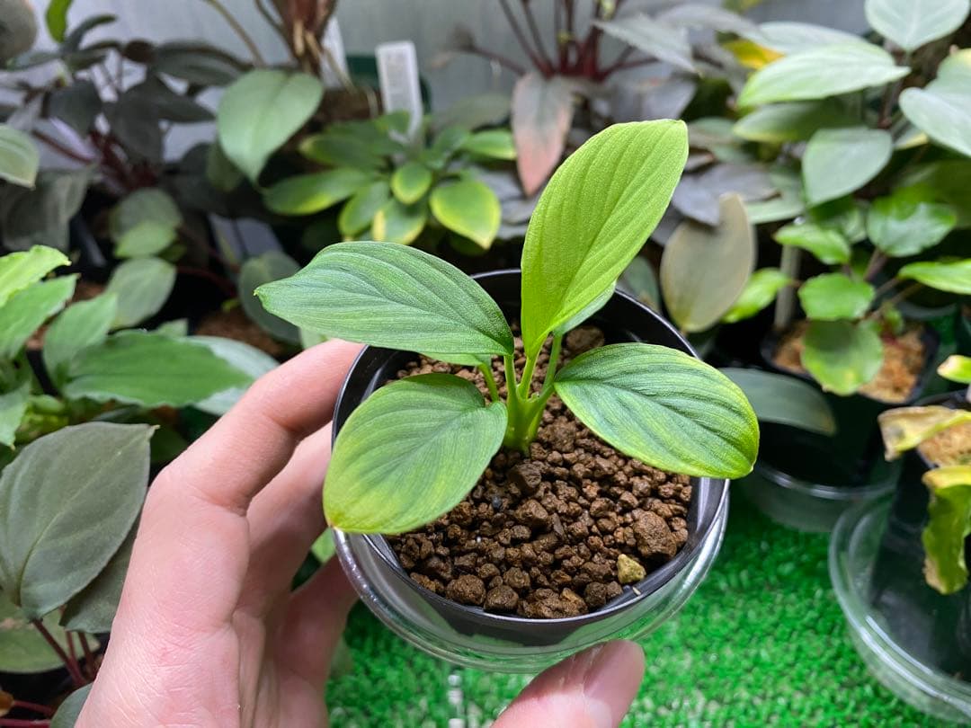 同梱割　Homalomena sp. 【LA0212-00】