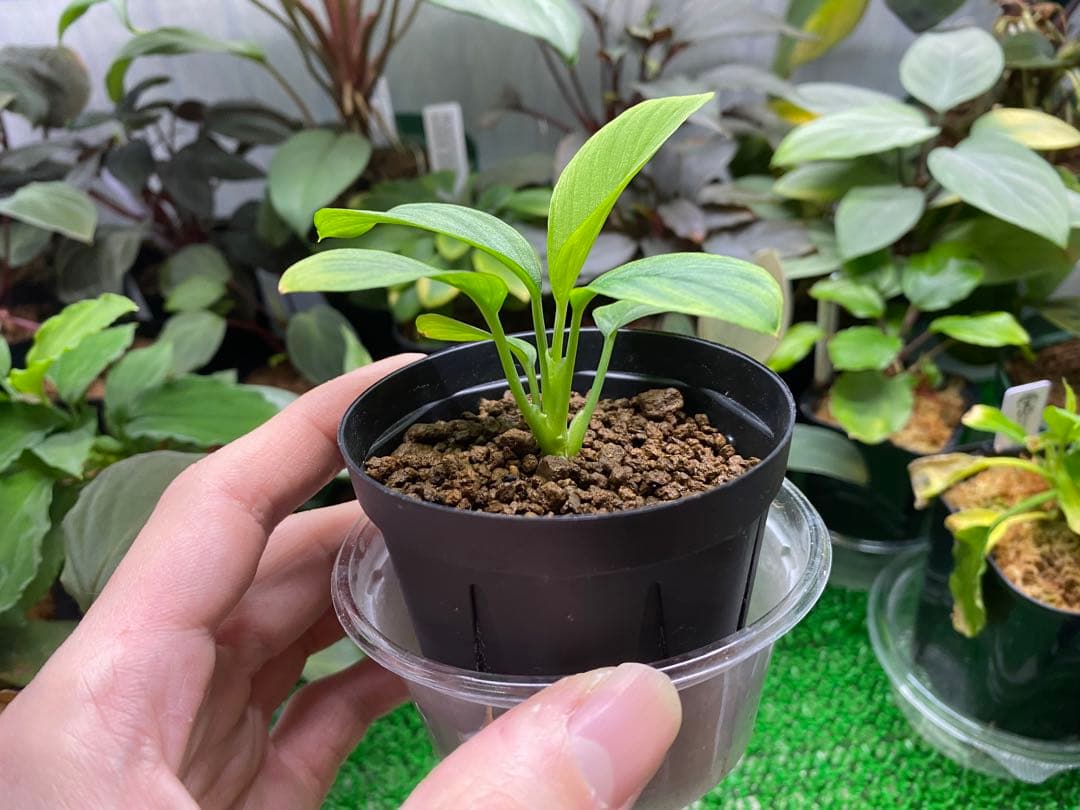 同梱割　Homalomena sp. 【LA0212-00】