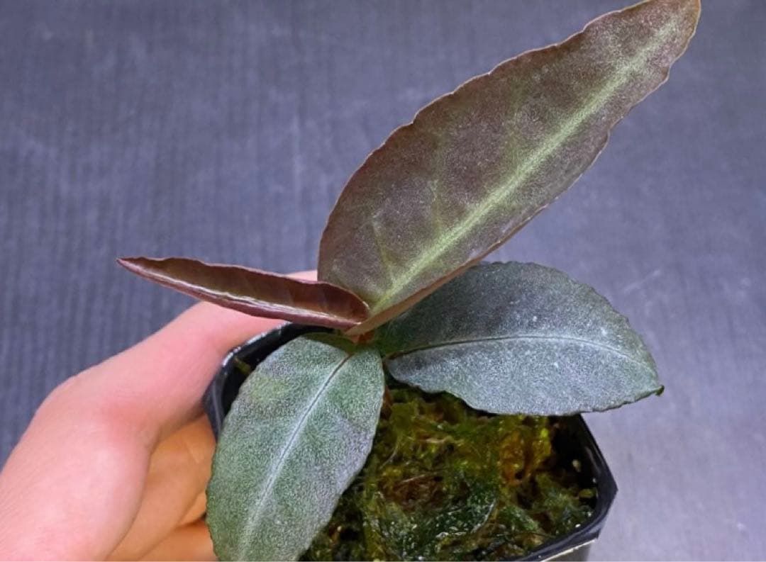 同梱割　Homalomena sp. 【LA0212-00】