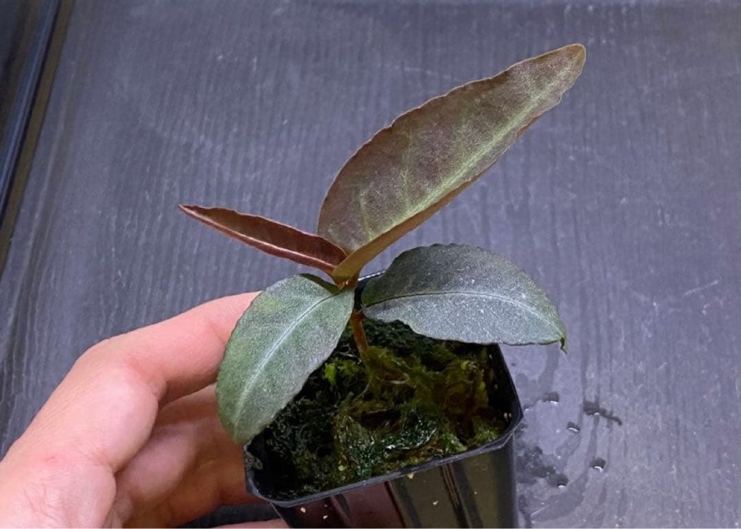 同梱割　Homalomena sp. 【LA0212-00】