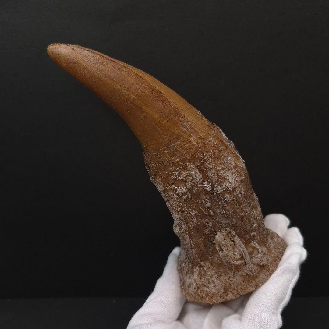 ティラノサウルス 歯 化石 レプリカ 約167mm trr31