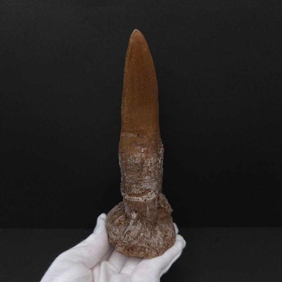 ティラノサウルス 歯 化石 レプリカ 約167mm trr31