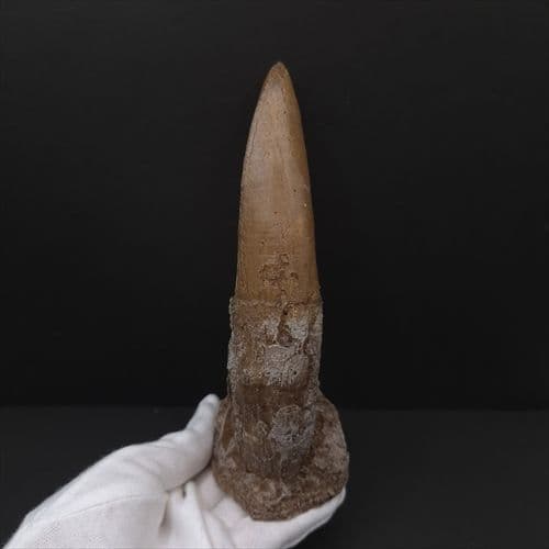 ティラノサウルス 歯 化石 レプリカ 約167mm trr31