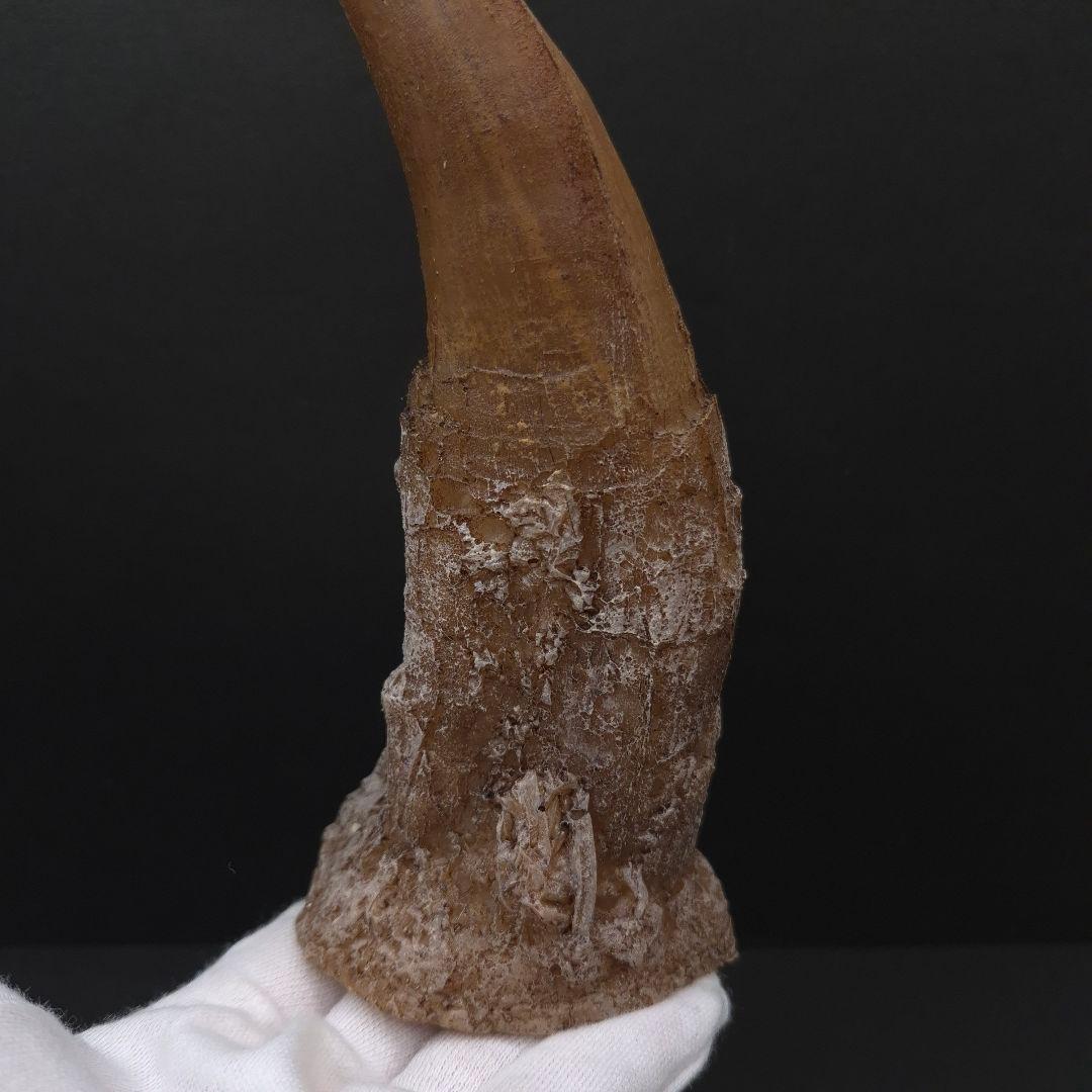 ティラノサウルス 歯 化石 レプリカ 約167mm trr31