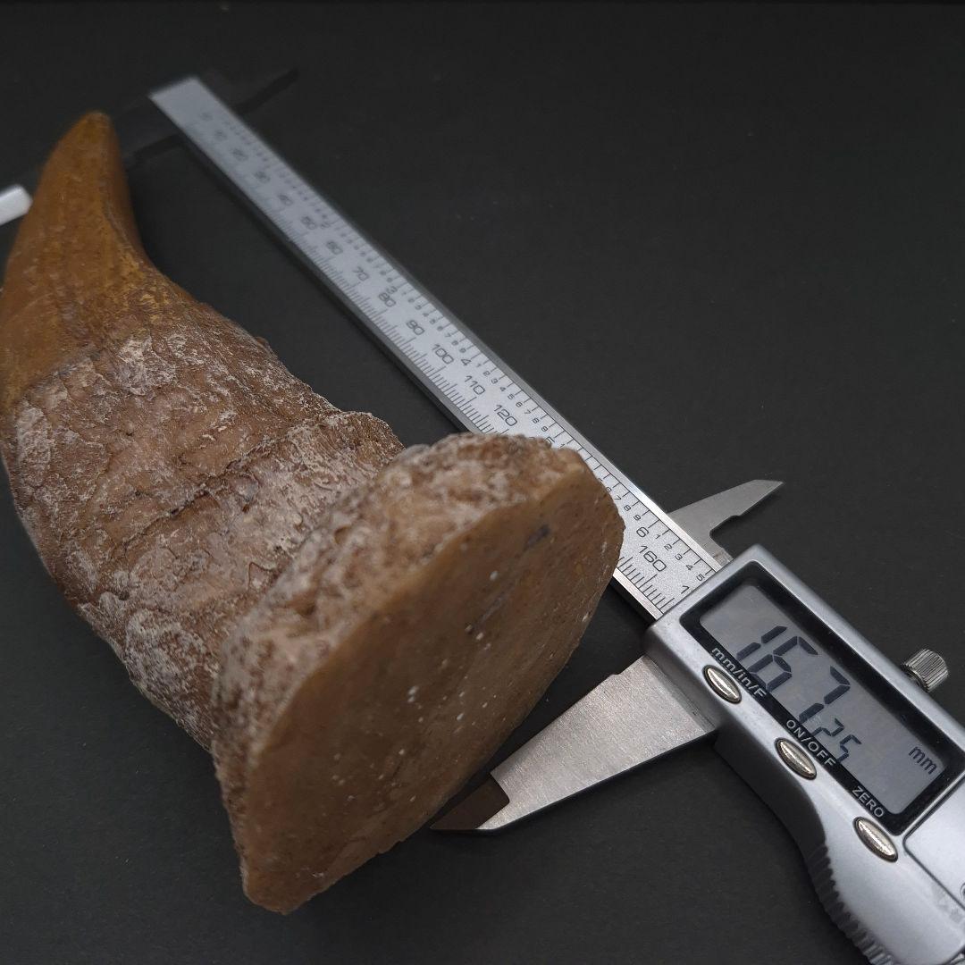 ティラノサウルス 歯 化石 レプリカ 約167mm trr31