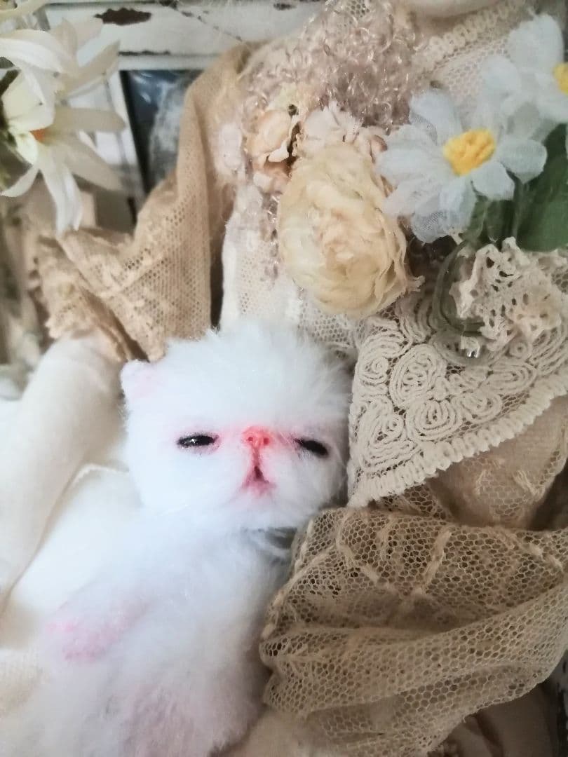 生後15日♡やわむぎゅ♡子猫ちゃん♡アートドール♡ぬいぐるみ♡