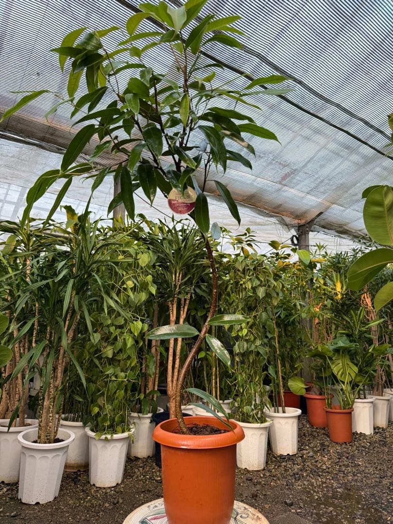 【特級品】フィカス アムステルダムキング 曲がり(ショウナンゴム) 7号鉢