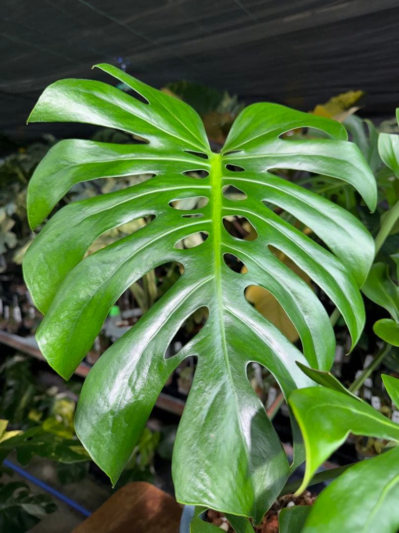 2モンステラ　デリシオーサ　チェンマイ　Chiang Maiフォーム　送料込み