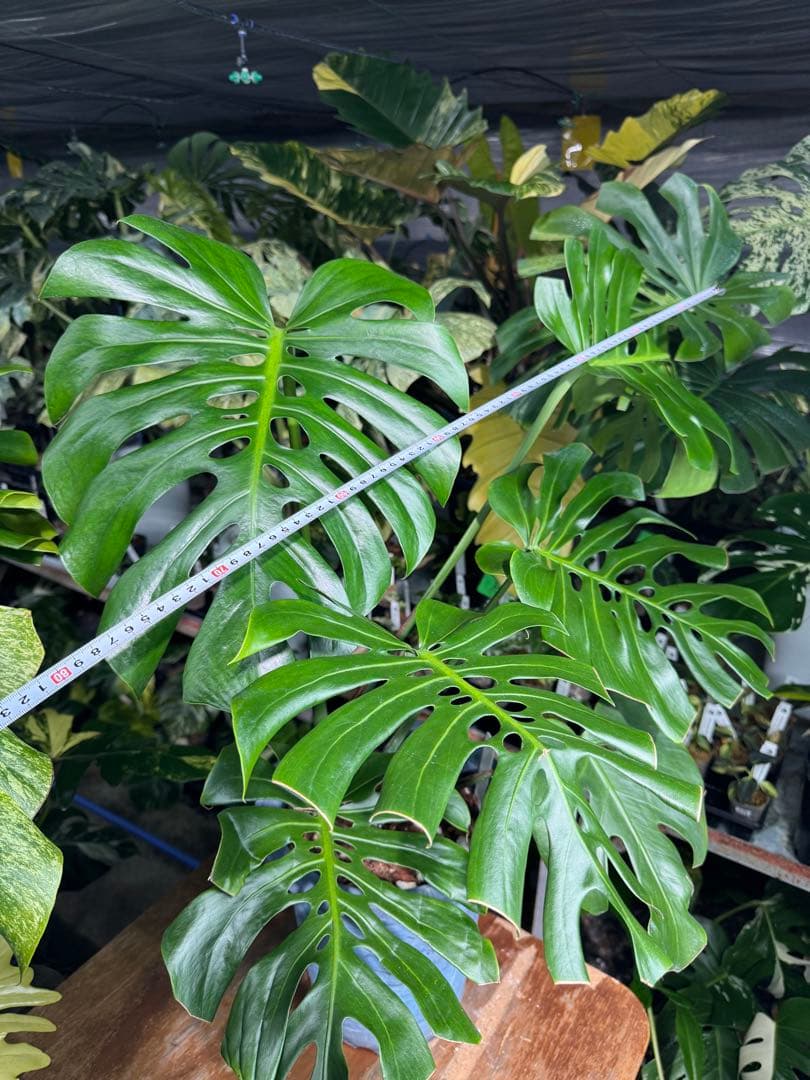 2モンステラ　デリシオーサ　チェンマイ　Chiang Maiフォーム　送料込み