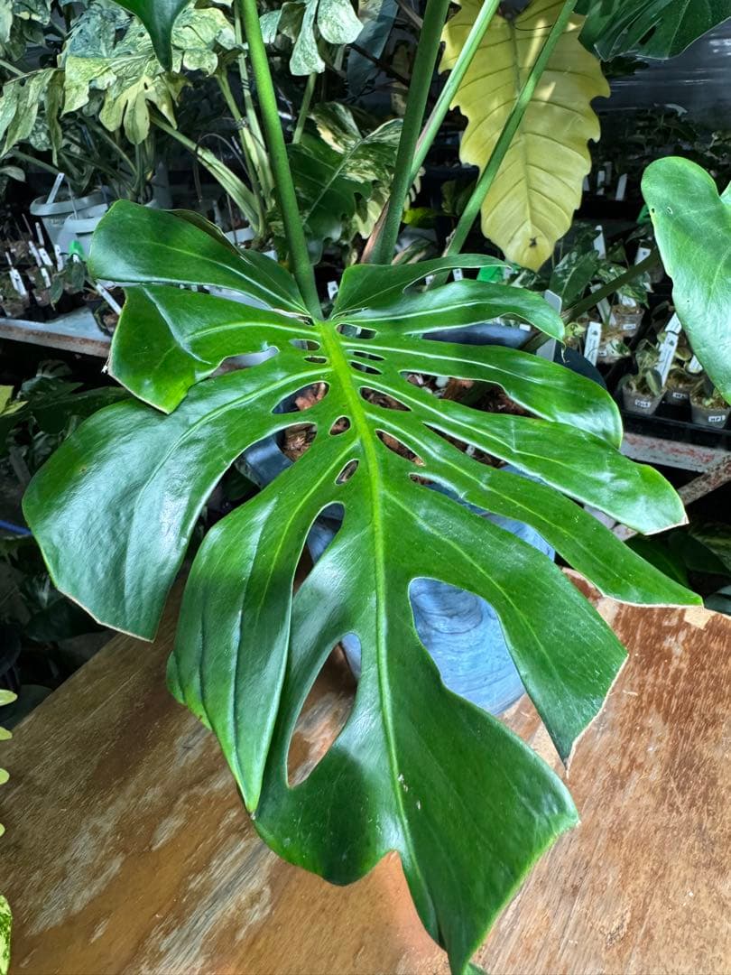 2モンステラ　デリシオーサ　チェンマイ　Chiang Maiフォーム　送料込み