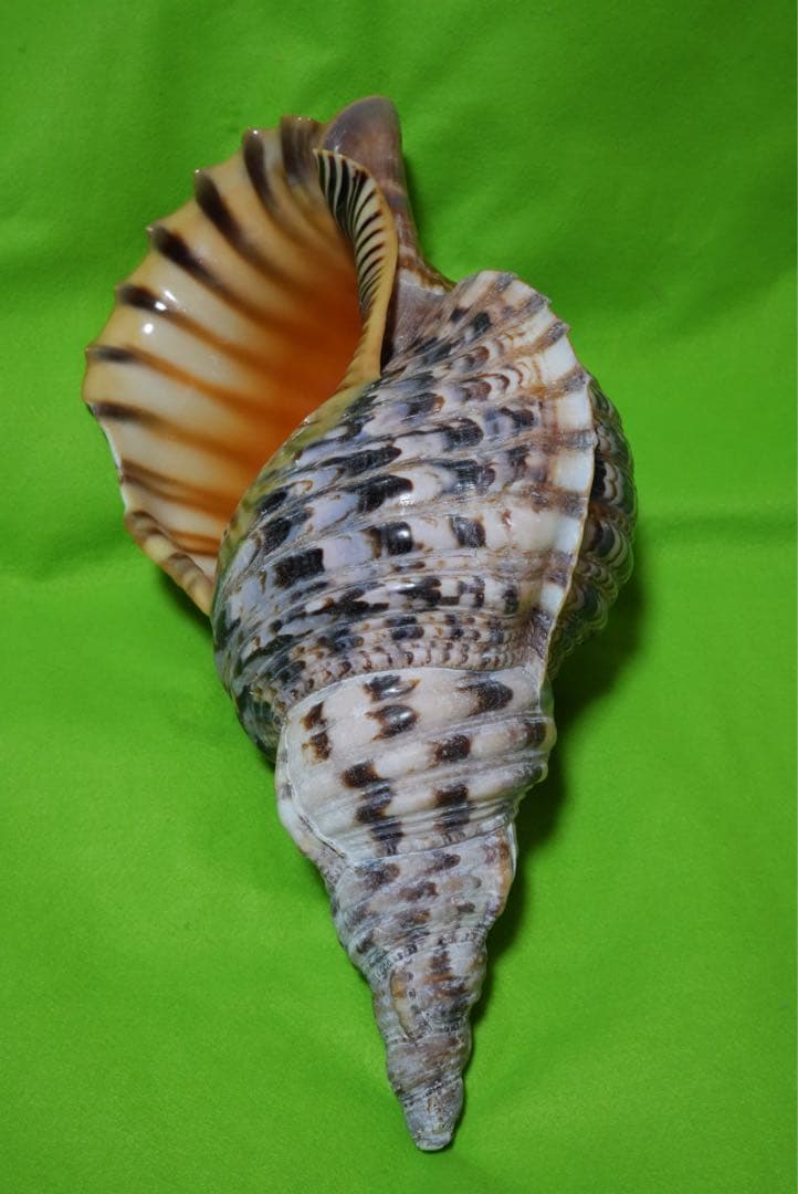 貝殻(沖縄の青い海の宝)ホラ貝　蓋なし