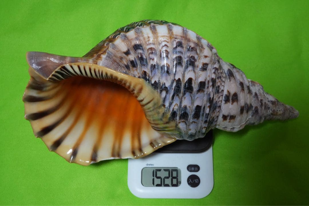 貝殻(沖縄の青い海の宝)ホラ貝　蓋なし