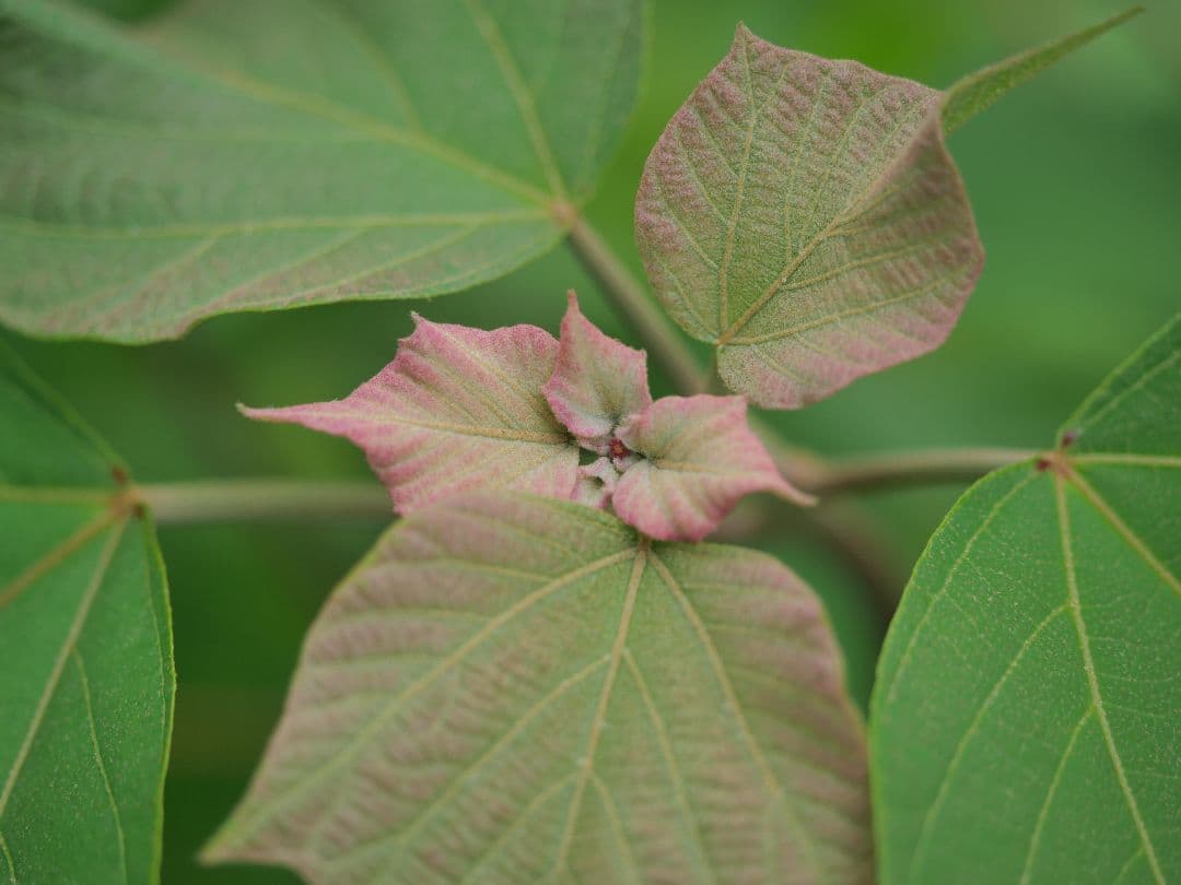 【美品】Panasonic LUMIX DC-G99 ボディ 付属品、カプラ付