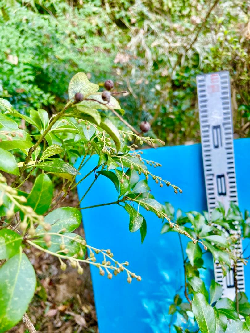 アセビ　山採り・常緑自然雑木　あせび／馬酔木　自然樹形