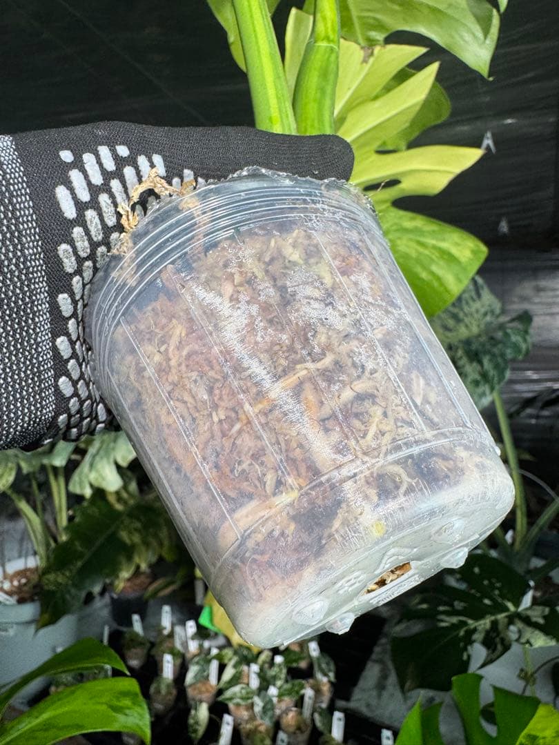 48 モンステラ　ボルギシアナ　オーレア　黄斑　健康成長点カット苗