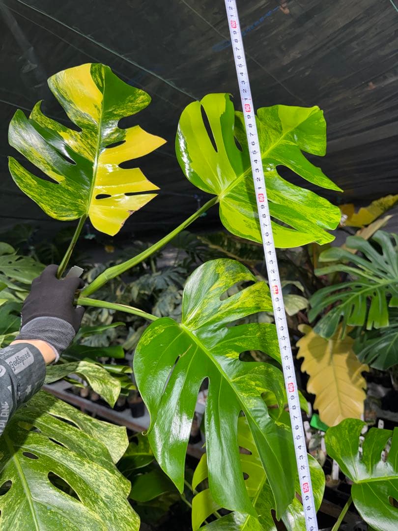 48 モンステラ　ボルギシアナ　オーレア　黄斑　健康成長点カット苗