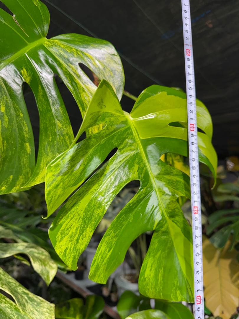 48 モンステラ　ボルギシアナ　オーレア　黄斑　健康成長点カット苗