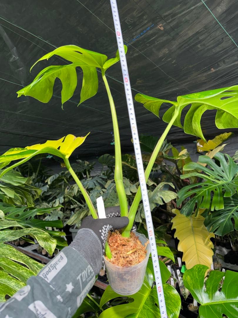 48 モンステラ　ボルギシアナ　オーレア　黄斑　健康成長点カット苗