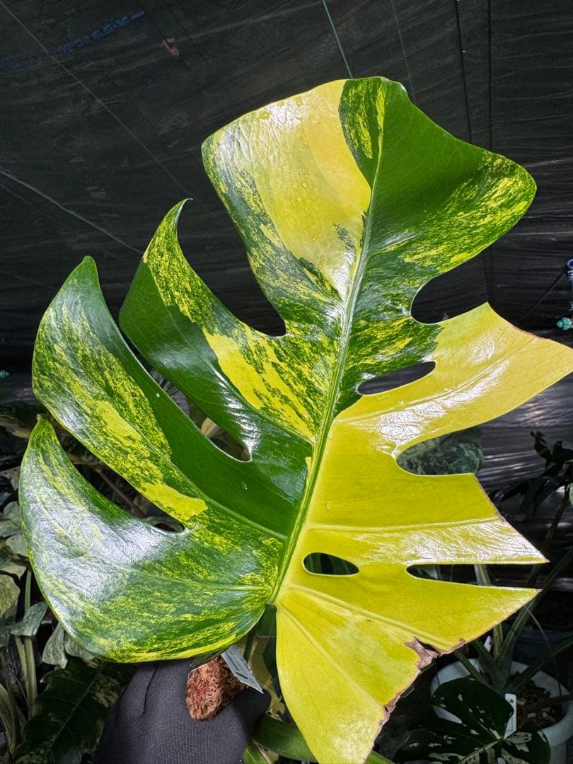 48 モンステラ　ボルギシアナ　オーレア　黄斑　健康成長点カット苗