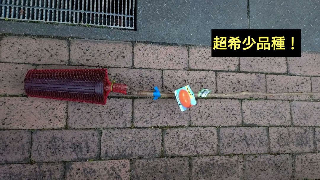 限定販売品！超希少品種高級甘柿品種「太豊２年生」