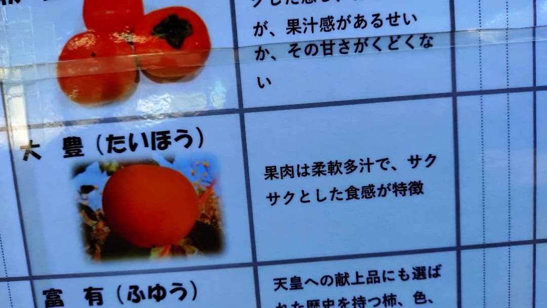 限定販売品！超希少品種高級甘柿品種「太豊２年生」