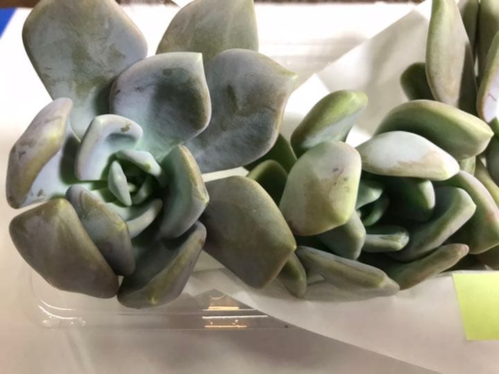 見返り美人　お値下げ♪