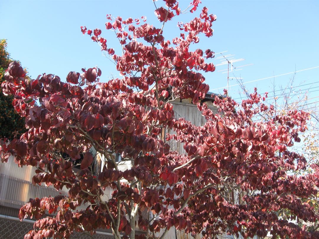 【美品✨】Canon PowerShot A590 IS コンデジ CCD 単三