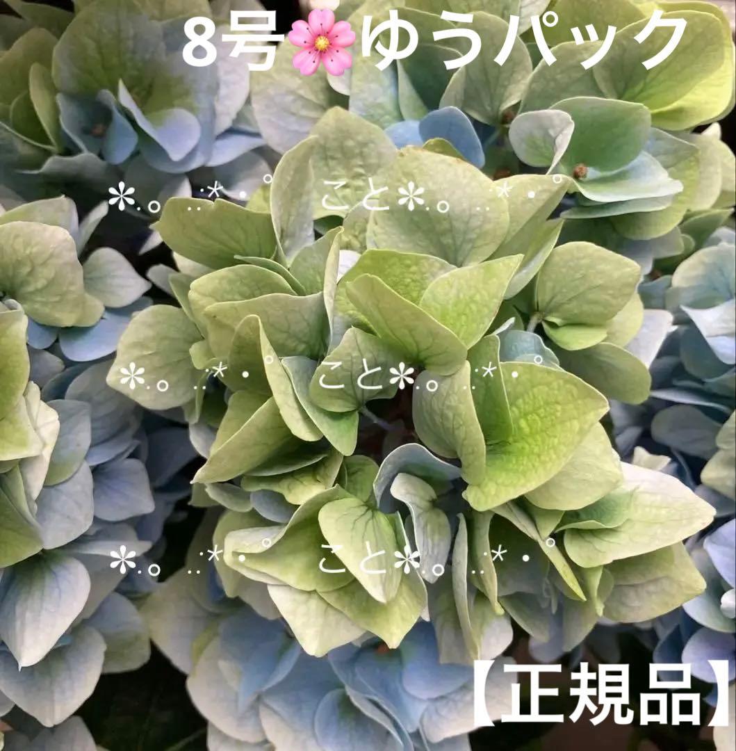 《秋色紫陽花　鬼木さん　ライトブルー　8号　特大苗》【正規品】メルカリゆうパック