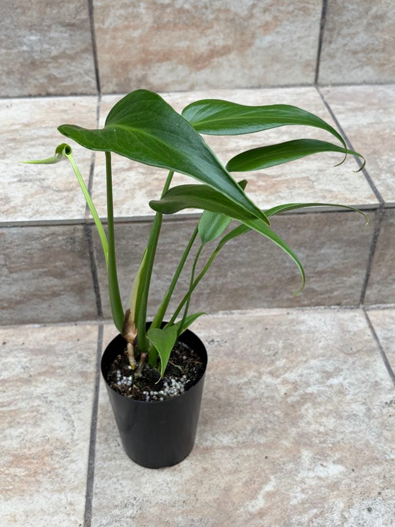 モンステラ　バールマルクスフレーム　約3号鉢　No.090　鉢、送料込