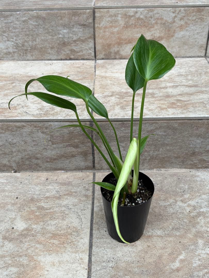 モンステラ　バールマルクスフレーム　約3号鉢　No.090　鉢、送料込