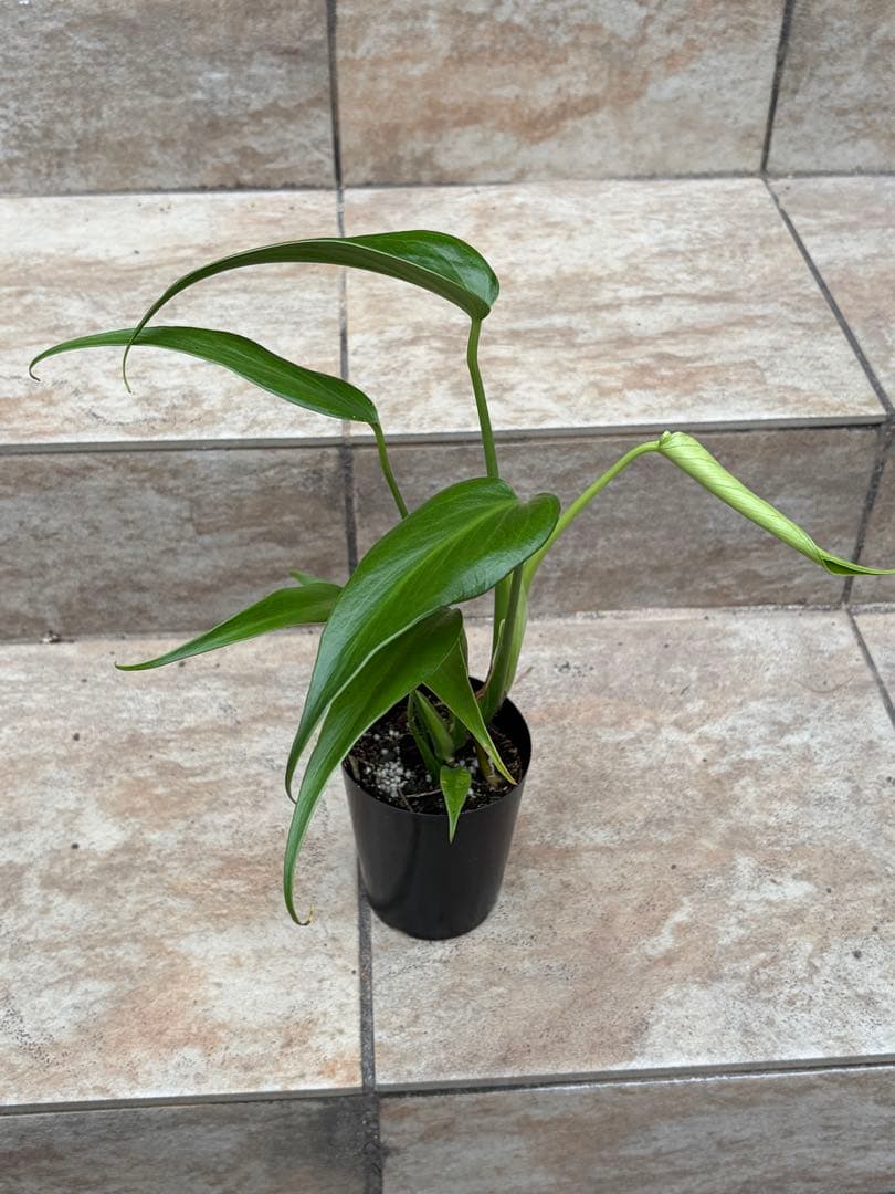 モンステラ　バールマルクスフレーム　約3号鉢　No.090　鉢、送料込