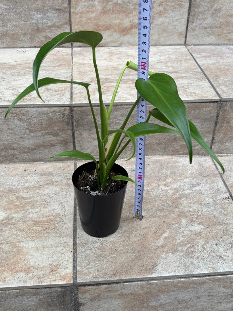 モンステラ　バールマルクスフレーム　約3号鉢　No.090　鉢、送料込