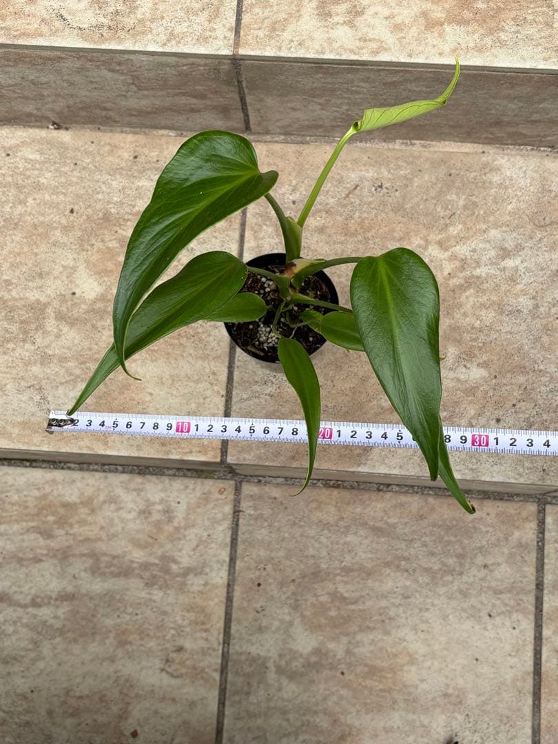 モンステラ　バールマルクスフレーム　約3号鉢　No.090　鉢、送料込