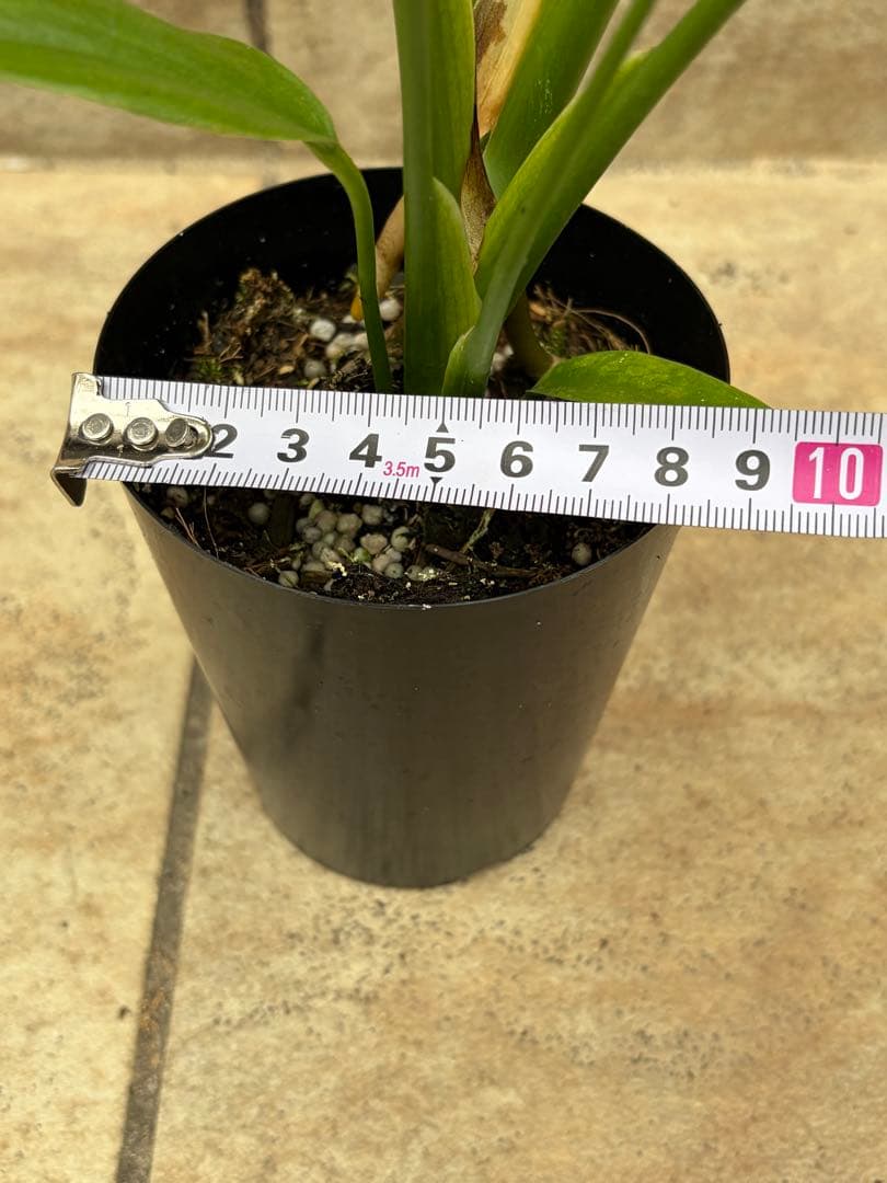 モンステラ　バールマルクスフレーム　約3号鉢　No.090　鉢、送料込