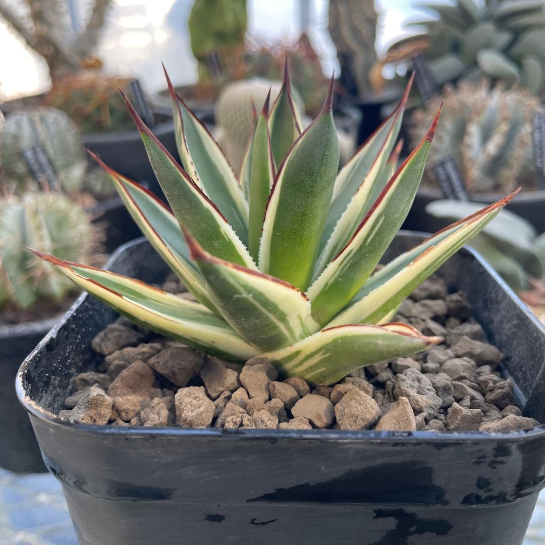 Agave アガベ スノーグロー 美株 120プレステラ深鉢 国内実生