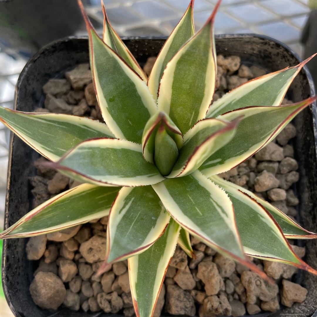 Agave アガベ スノーグロー 美株 120プレステラ深鉢 国内実生