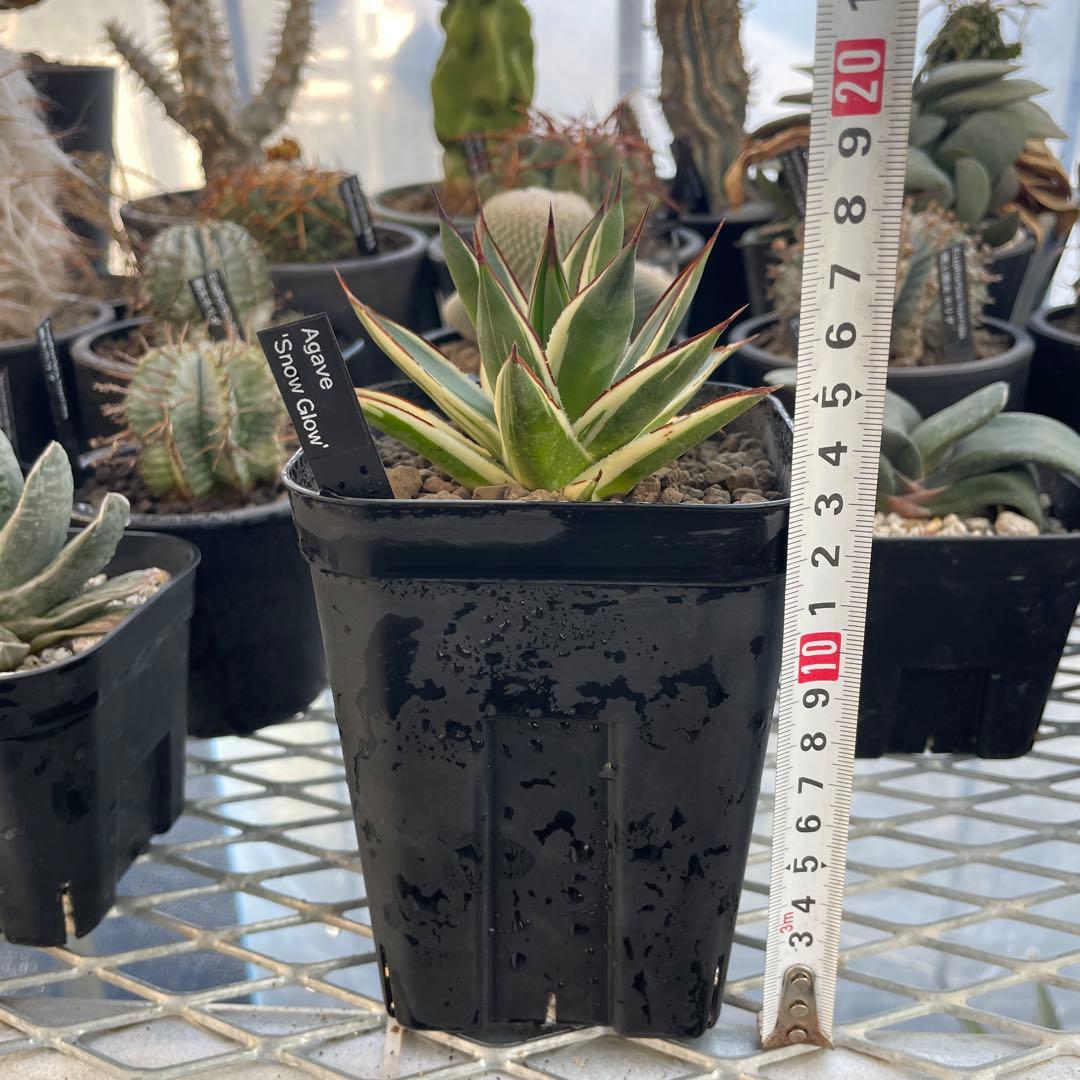 Agave アガベ スノーグロー 美株 120プレステラ深鉢 国内実生
