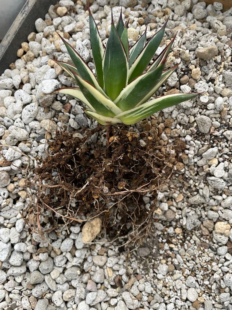 Agave アガベ スノーグロー 美株 120プレステラ深鉢 国内実生