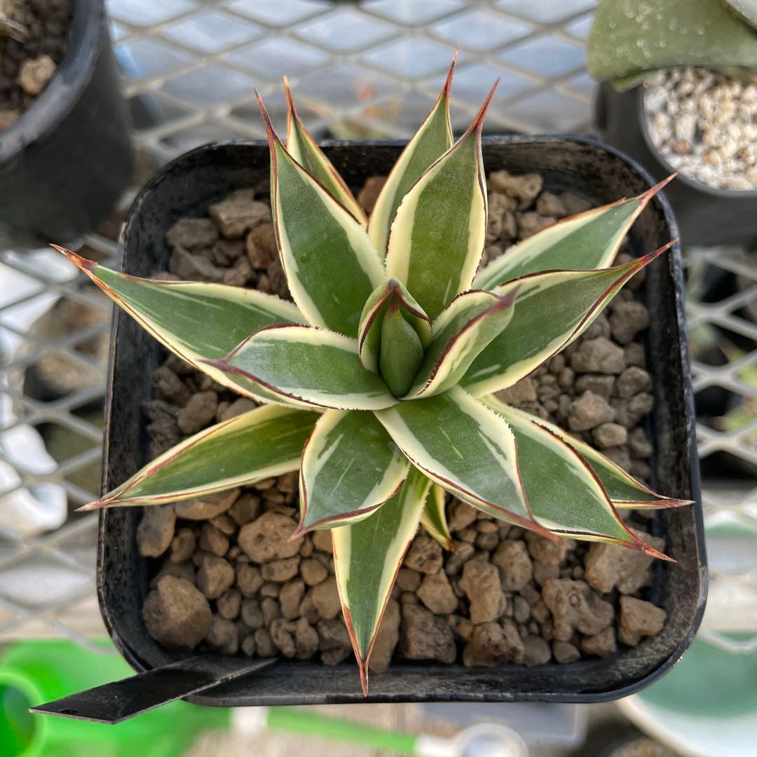 Agave アガベ スノーグロー 美株 120プレステラ深鉢 国内実生