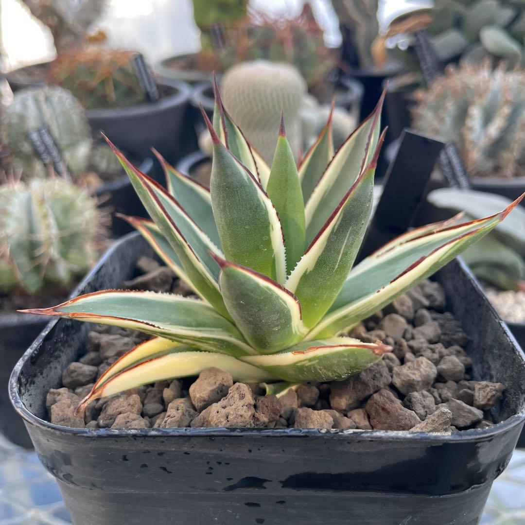 Agave アガベ スノーグロー 美株 120プレステラ深鉢 国内実生