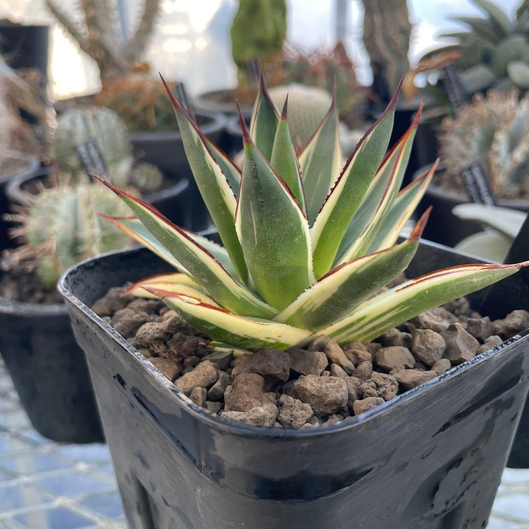 Agave アガベ スノーグロー 美株 120プレステラ深鉢 国内実生