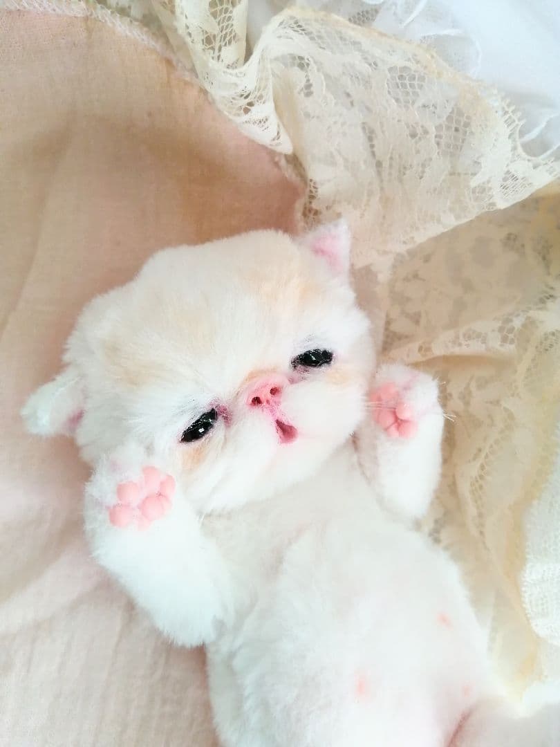 エキゾチック子猫ちゃん♡ベビー♡おめめうるうる♡アートドール♡ぬいぐるみ♡