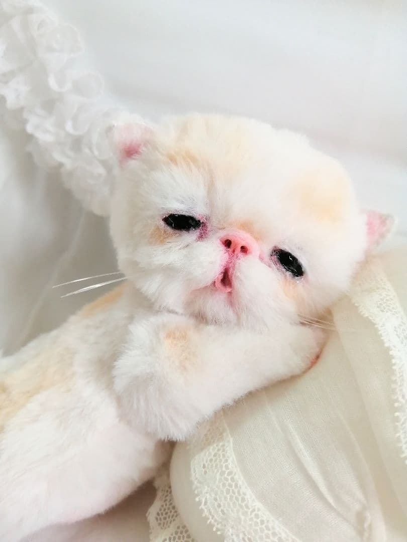 エキゾチック子猫ちゃん♡ベビー♡おめめうるうる♡アートドール♡ぬいぐるみ♡