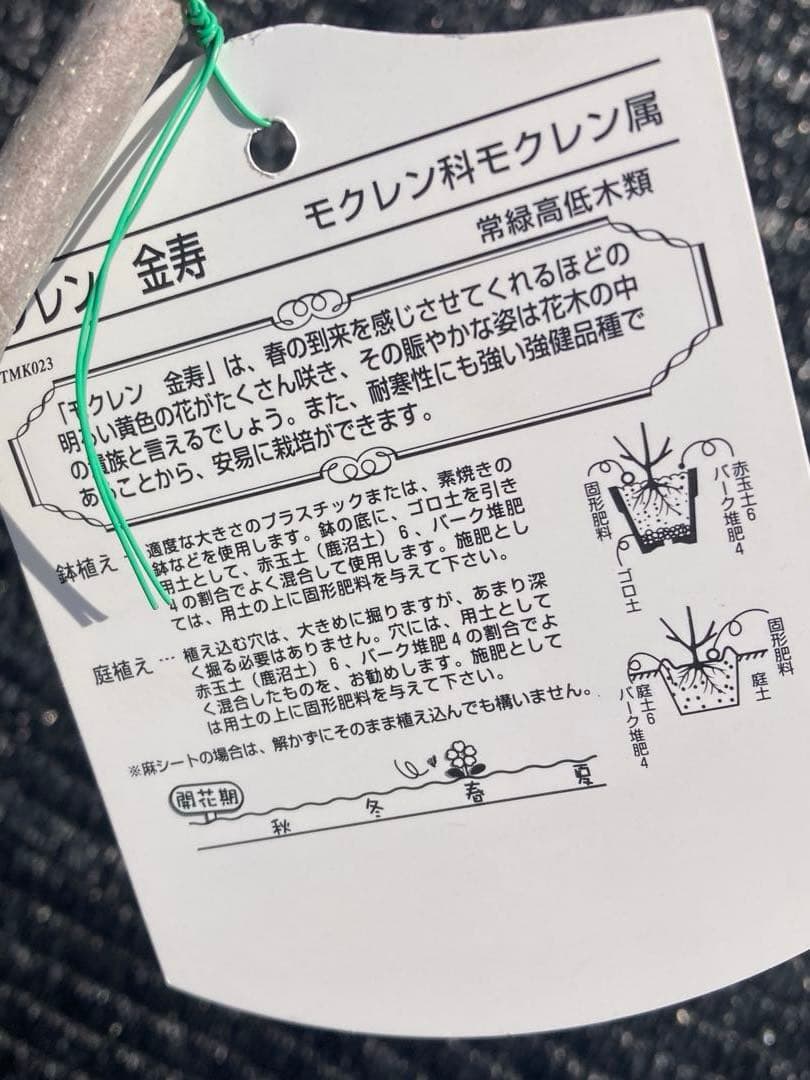 ②*ஐ希少品種！甘い香りで縁起も良い黄花*ஐマグノリア【金寿モクレン】苗木・6号