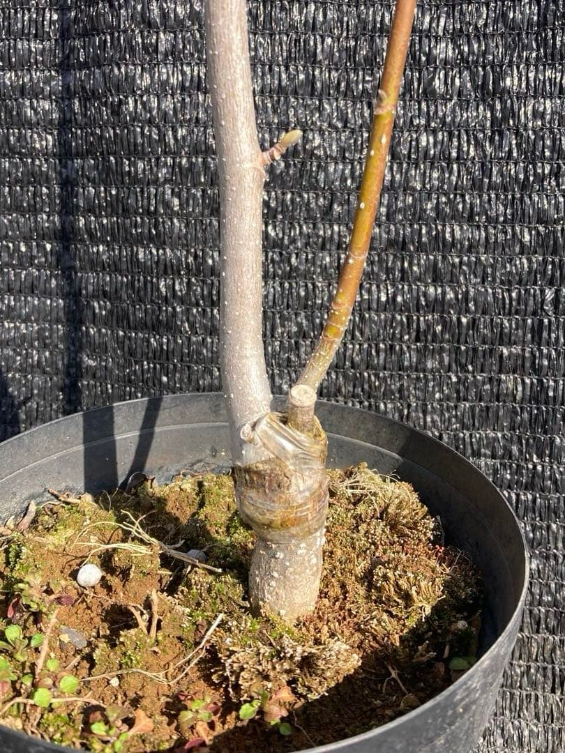 ②*ஐ希少品種！甘い香りで縁起も良い黄花*ஐマグノリア【金寿モクレン】苗木・6号