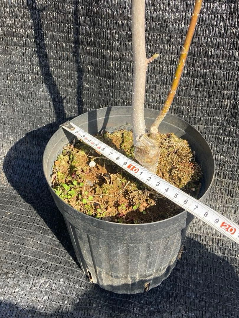 ②*ஐ希少品種！甘い香りで縁起も良い黄花*ஐマグノリア【金寿モクレン】苗木・6号