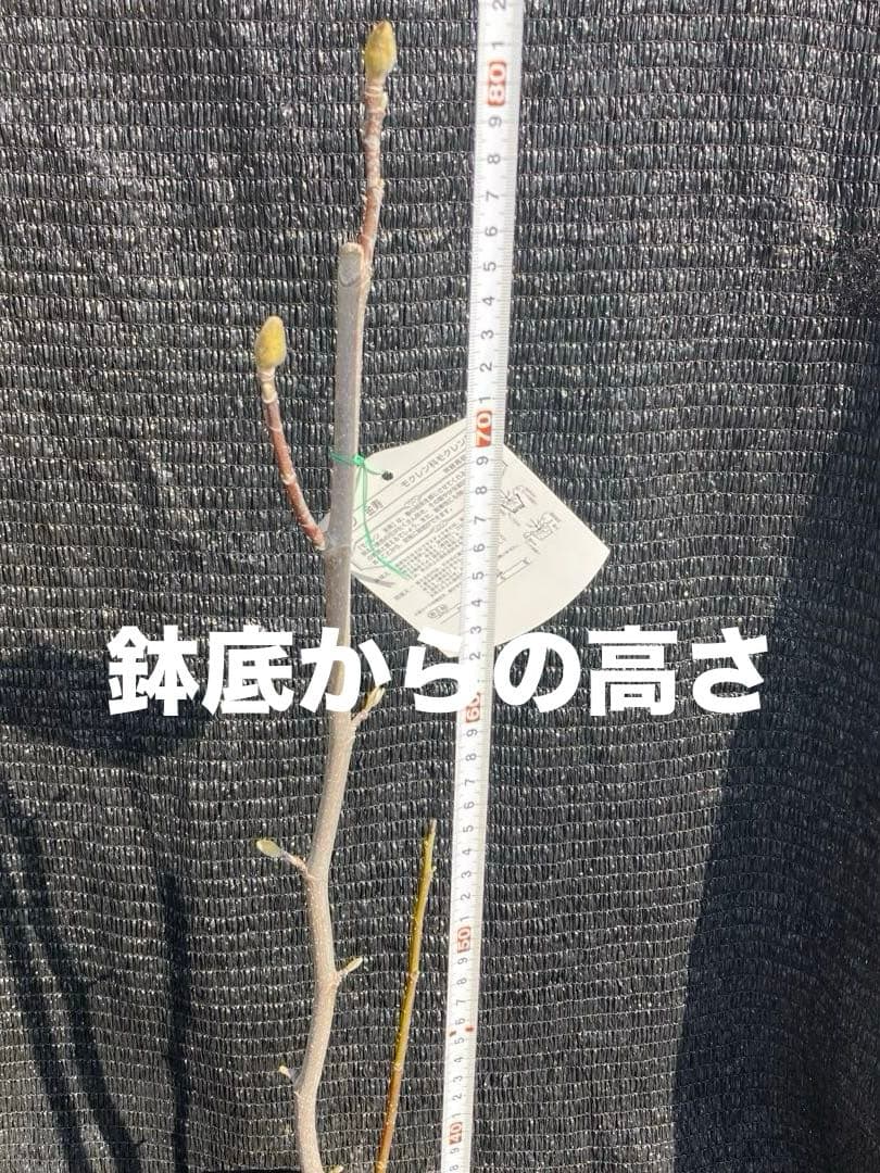 ②*ஐ希少品種！甘い香りで縁起も良い黄花*ஐマグノリア【金寿モクレン】苗木・6号