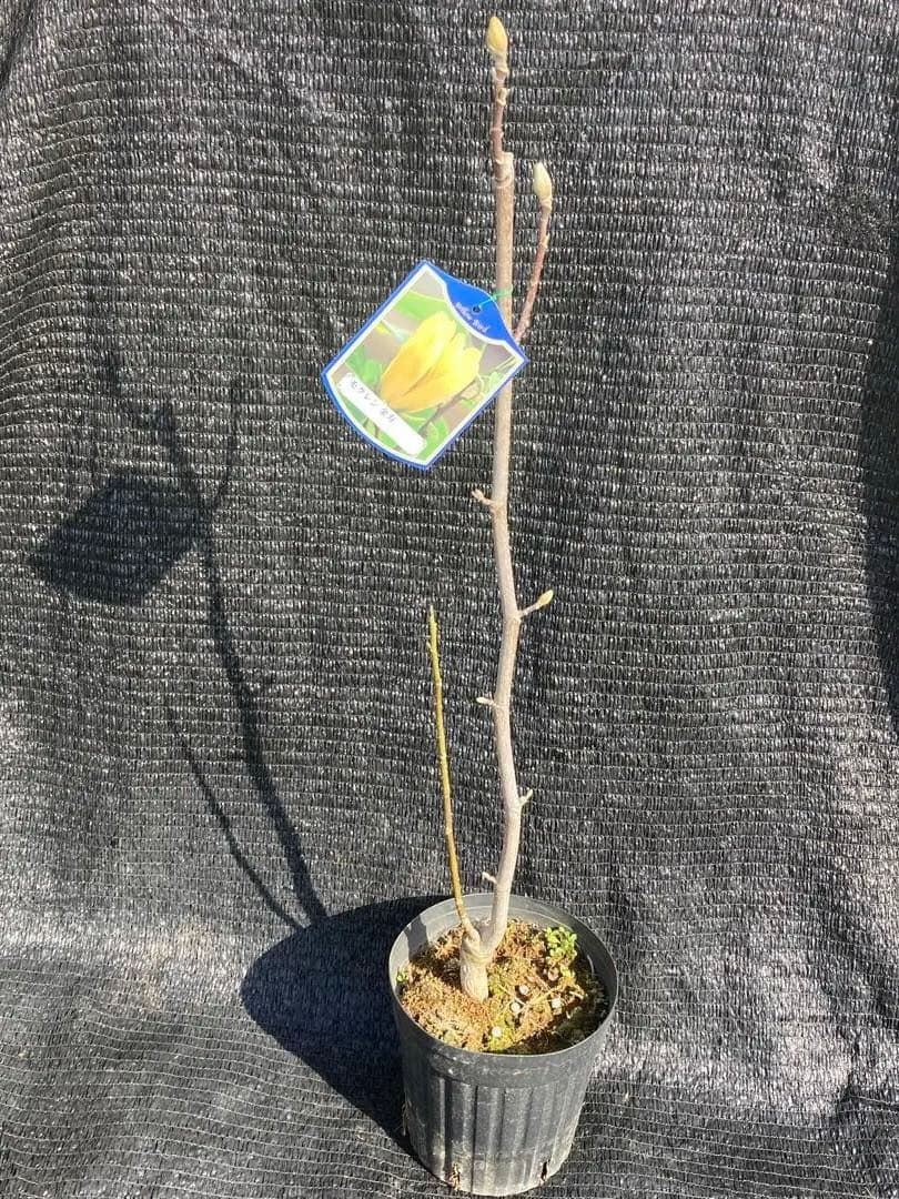 ②*ஐ希少品種！甘い香りで縁起も良い黄花*ஐマグノリア【金寿モクレン】苗木・6号