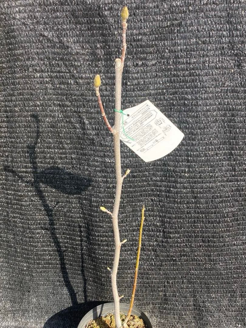 ②*ஐ希少品種！甘い香りで縁起も良い黄花*ஐマグノリア【金寿モクレン】苗木・6号