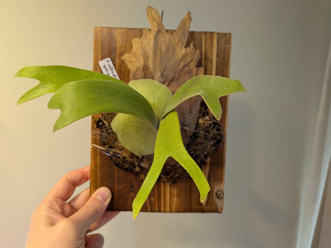 willinckii wild species mutasi01 ウィリンキー